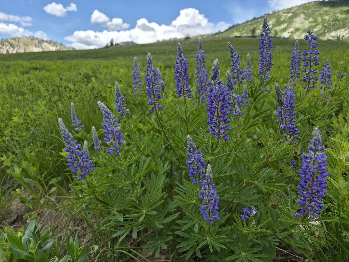 Wildflowers